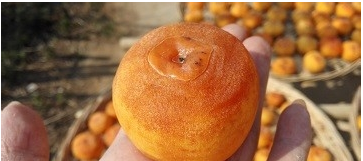 这是一张柿饼的制作方法的配图