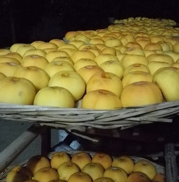 这是一张柿饼的制作方法的配图