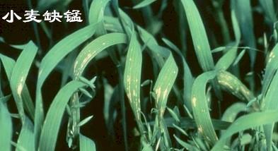 缺锰.jpg