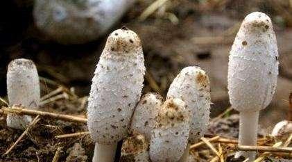 这是一张夏玉米间作鸡腿菇高产栽培技术的配图