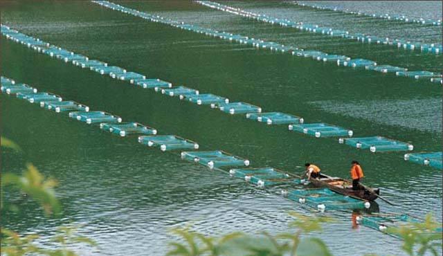 这是一张蟹鱼虾混养生态养殖技术的配图