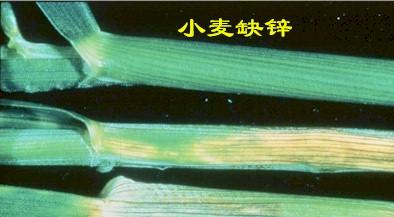 缺锌.jpg