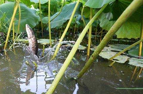 这是一张格式池鱼藕混养高产技术的配图