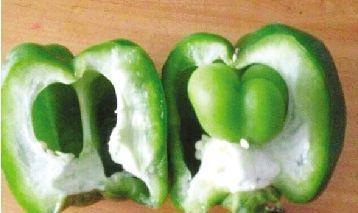 这是一张茄果类蔬菜的畸形果是如何产生的的配图