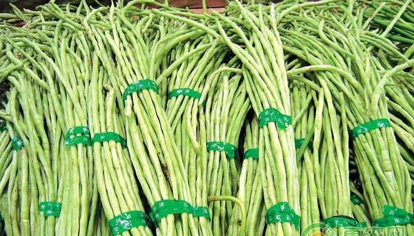 种植豆角想高产？豆角播种施肥管理不可少