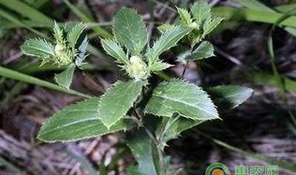 茅苍术的高产栽培技术