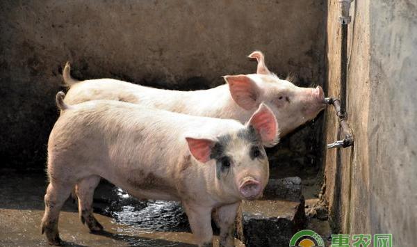 料槽有料猪却吃不饱，养殖到底出现了什么问题？