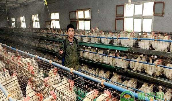  鸡病防控措施之注意鸡舍环境卫生 ?