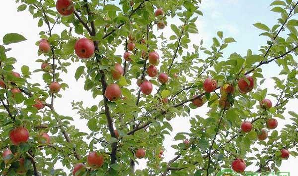 苹果腐烂病防治的技术要点之保护剪锯口伤口