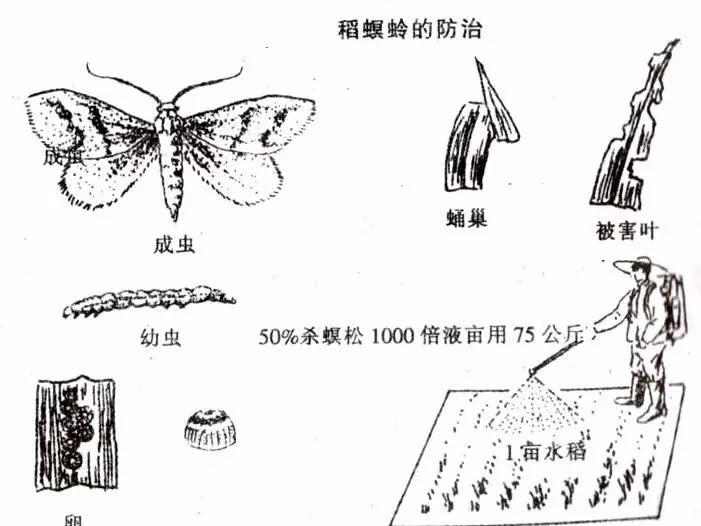 水稻稻螟蛉的防治