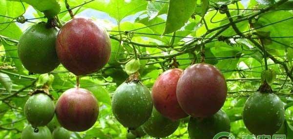 如何有效防治百香果花叶病毒病？