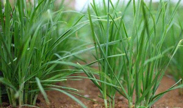 韭菜种植缺素症