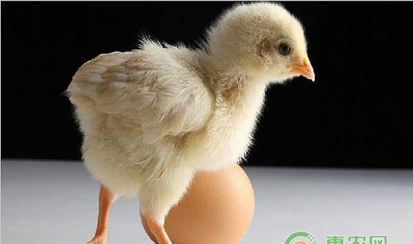 雏鸡管理第三周时要注意提高雏鸡抵抗力