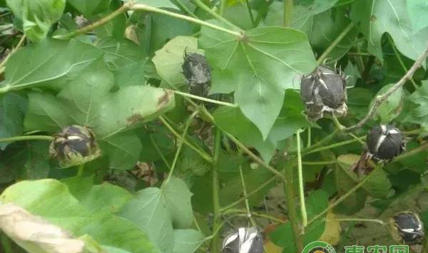 棉花病虫害防治方法
