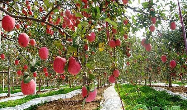 农技知识之苹果膜袋的选择技巧