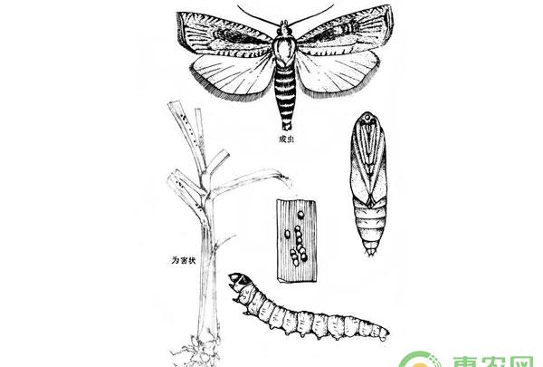 甘蔗螟虫防治方法