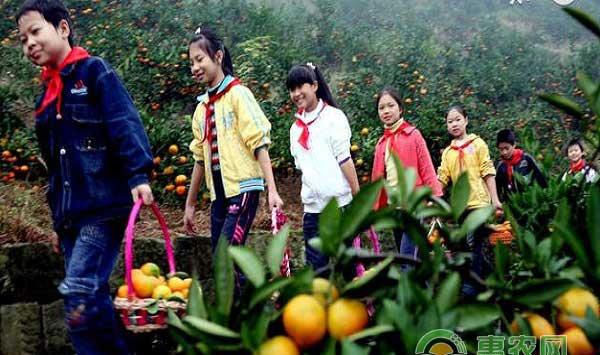 果树病虫害防治手段与技巧之天敌方法防治果树病虫 