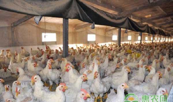 肉鸡饲养雏鸡管理的养鸡技术