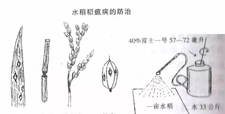 水稻稻瘟病的防治