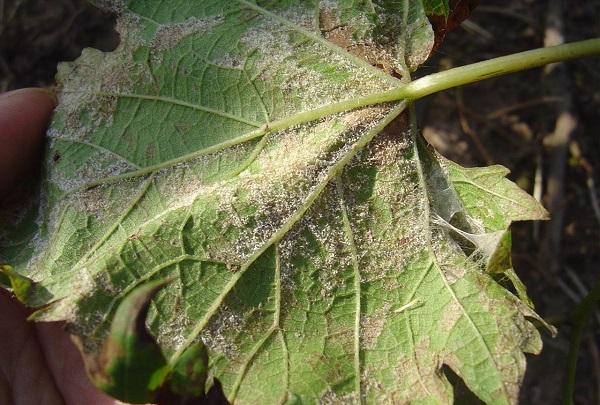 如何防治葡萄霜霉病