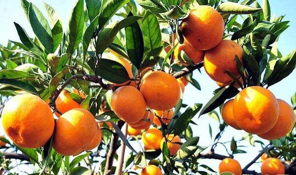 柑橘种植实用技术要点之病虫防害技术