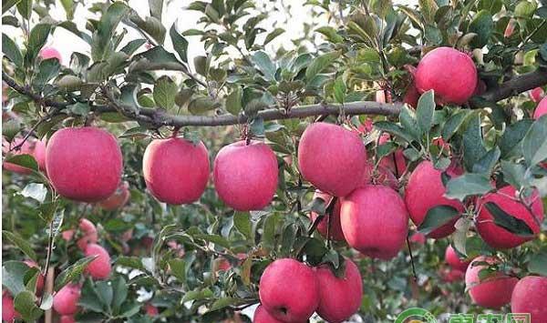农技知识苹果膜袋的选择技巧