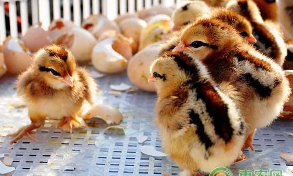 夏季孵雏鸡有哪些注意事项？