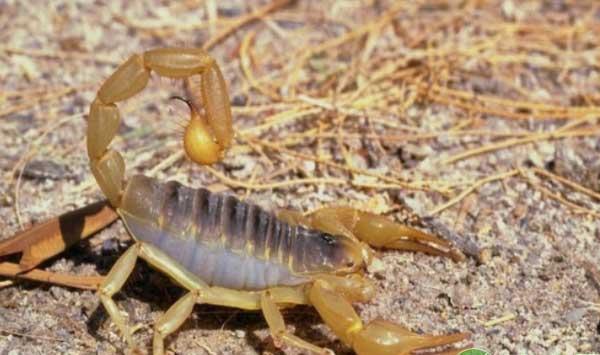 新手如何养殖蝎子