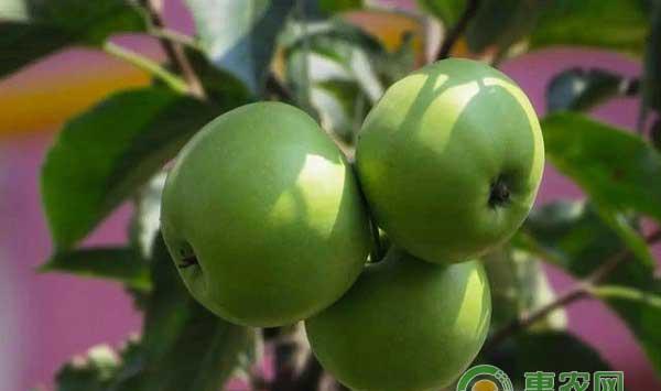 农技知识之苹果膜袋的套袋时间