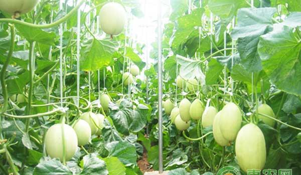 瓜农必看的甜瓜高产栽培技术