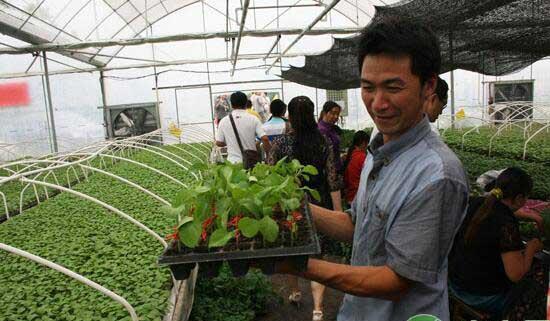 种植茄子嫁接技术