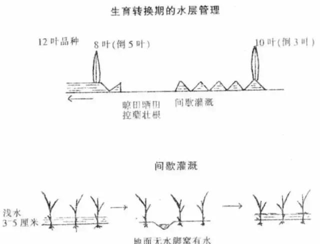 如何预防水稻倒伏：加强水层管理