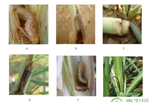 常见甘蔗螟虫虫害