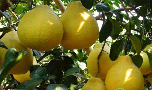 有机沙田柚高产高效栽培防治病虫害