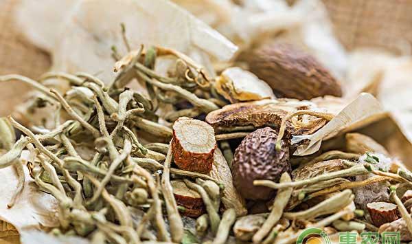 用中草药当饲料添加剂