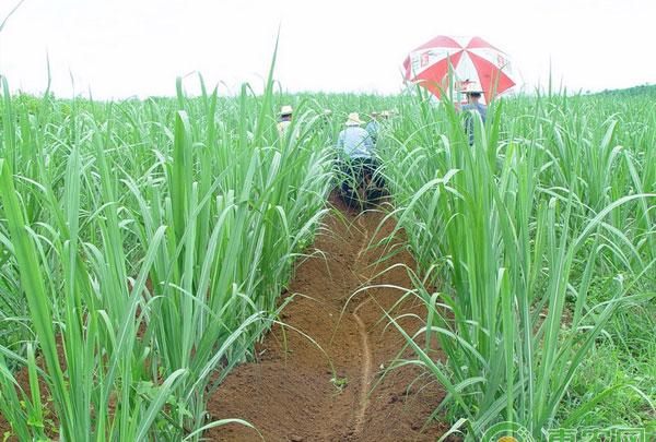 甘蔗施什么肥好