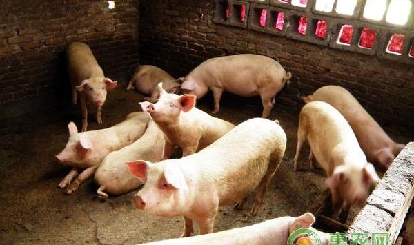 管理好养猪饲养的方法