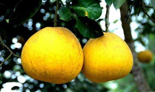 有机沙田柚高产高效栽培园地选择