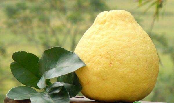 有机沙田柚高产高效栽培技术