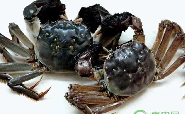 如何帮助阳澄湖大闸蟹度过炎热的夏季？