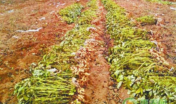 花生减产的原因分析及防治措施