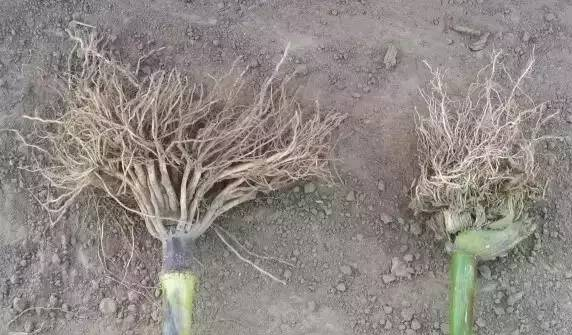 图为：玉米田使用二甲四氯药害症状