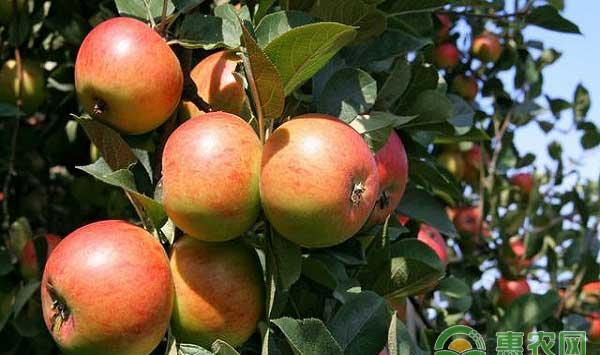 苹果腐烂病防治的技术要点之保持健旺树势