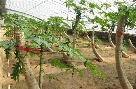 番木瓜“留芽截干“更新技术