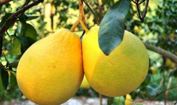 有机沙田柚高产高效栽培修剪