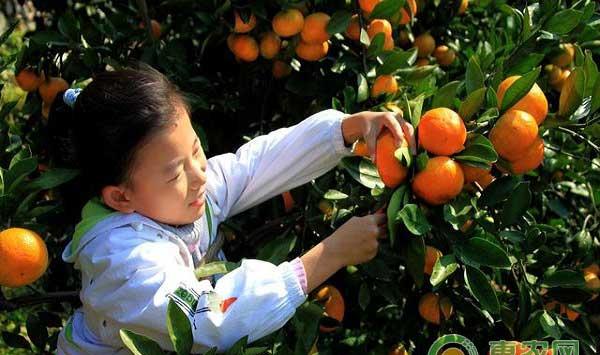柑橘种植实用技术要点之环保施肥技术