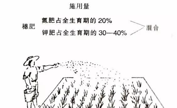 水稻长穗期施肥量
