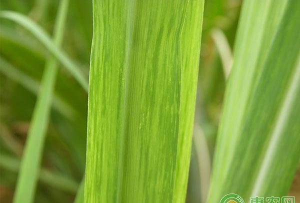 甘蔗花叶病传播途径和发病条件