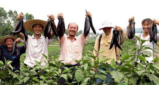 嫁接茄子大丰收