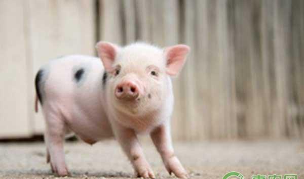 猪农必看：猪仔产前准备以及饲喂管理技术